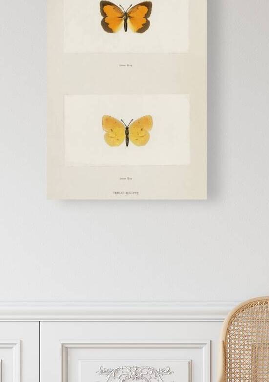 Sleepy Orange Terias Nicippe from Moths and butterflies of the United States 1900 by Sherman F. Denton 1856-1937.  by IStockHistory com