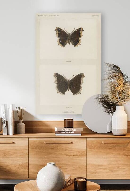 Mourning Cloak Vanessa Antiopa from Moths and butterflies of the United States 1900 by Sherman F. Denton 1856-1937.  by IStockHistory com