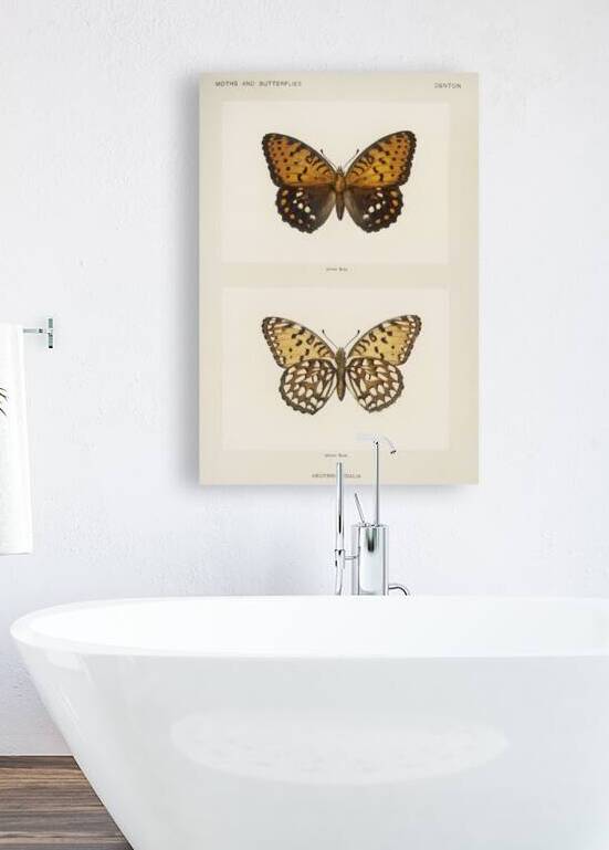 Regal Fritillary Argynnis Idalia from Moths and butterflies of the United States 1900 by Sherman F. Denton 1856-1937.  by IStockHistory com