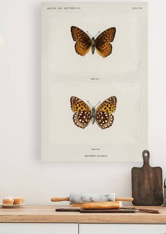 Atlantis Fritillary Argynnis Atlantis from Moths and butterflies of the United States 1900 by Sherman F. Denton 1856-1937.  by IStockHistory com