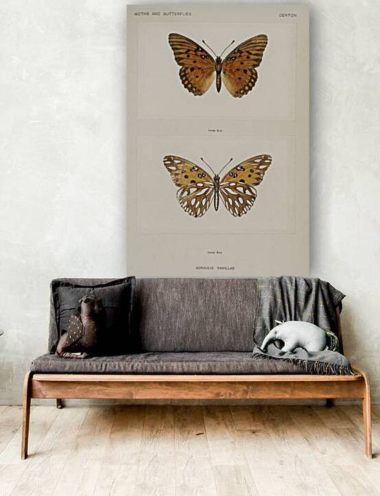 Gulf Fritillary Agraulis Vanillae from Moths and butterflies of the United States 1900 by Sherman F. Denton 1856-1937.  by IStockHistory com