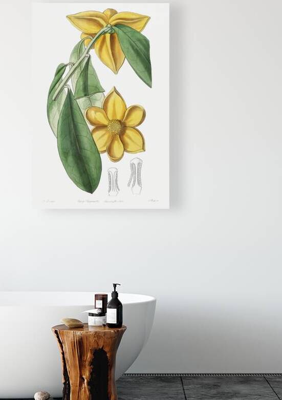 Laurel-leaved custard apple from Edwards Botanical Register 1829-1847  by Sydenham Edwards John Lindley and James Ridgway. by IStockHistory com