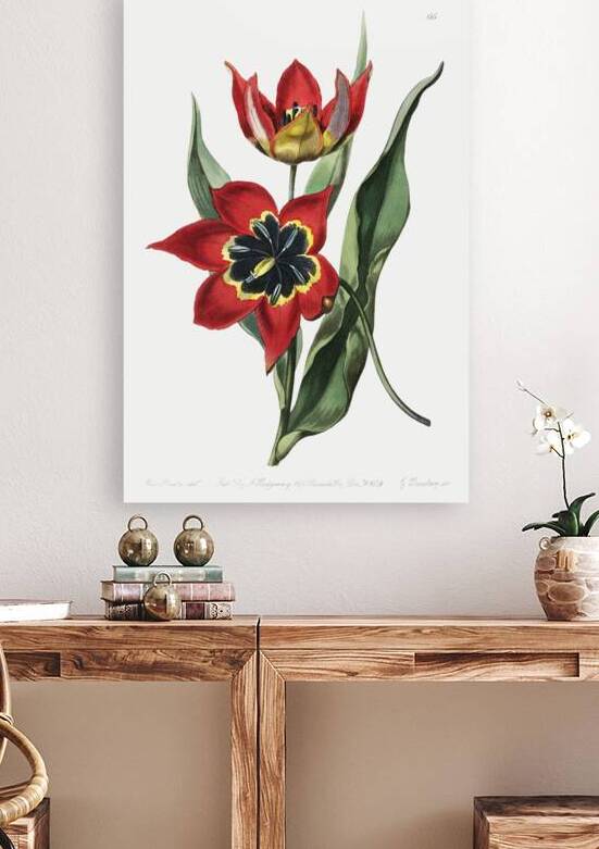 Strong smelling tulip from Edwards Botanical Register 1829-1847  by Sydenham Edwards John Lindley and James Ridgway. by IStockHistory com