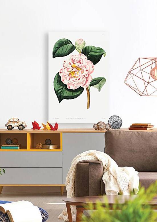 Grays invincible camellia from Edwards Botanical Register 1829-1847  by Sydenham Edwards John Lindley and James Ridgway. by IStockHistory com