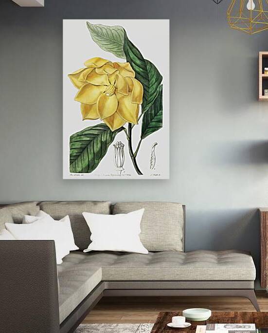 De Candolles talaum tree from Edwards Botanical Register 1829-1847  by Sydenham Edwards John Lindley and James Ridgway. by IStockHistory com