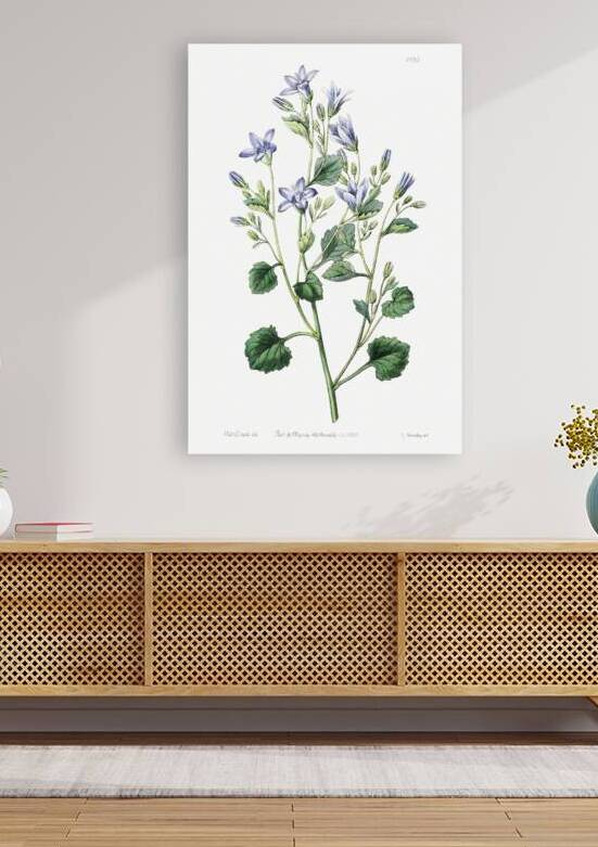 Dalmatian wall campanula flower from Edwards Botanical Register 1829-1847  by Sydenham Edwards John Lindley and James Ridgway. by IStockHistory com