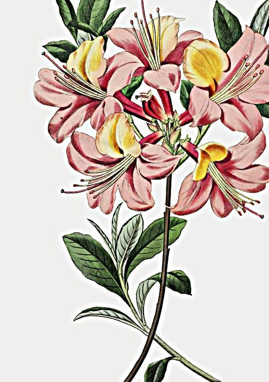 Changeable pontic azalea from Edwards Botanical Register 1829-1847  by Sydenham Edwards John Lindley and James Ridgway. by IStockHistory com