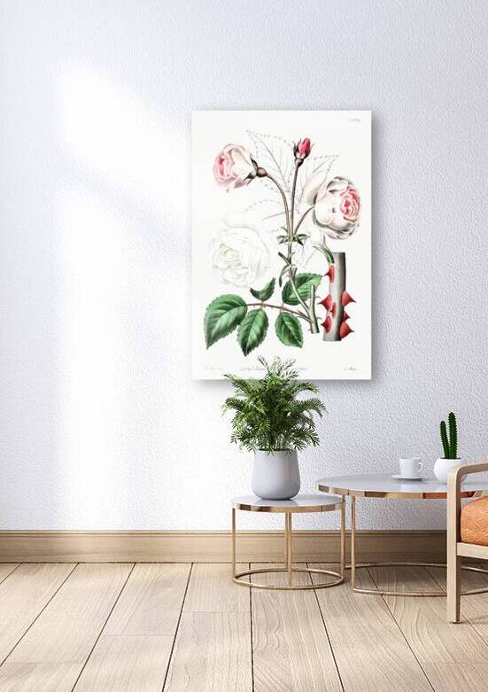 The ruga rose from Edwards Botanical Register 1829-1847  by Sydenham Edwards John Lindley and James Ridgway. by IStockHistory com