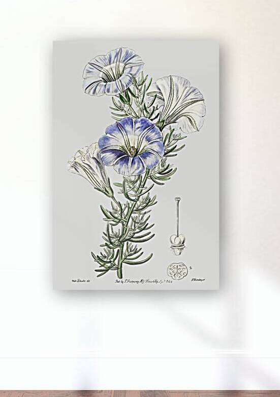 Sky blue alona from Edwards Botanical Register 1829-1847  by Sydenham Edwards John Lindley and James Ridgway. by IStockHistory com