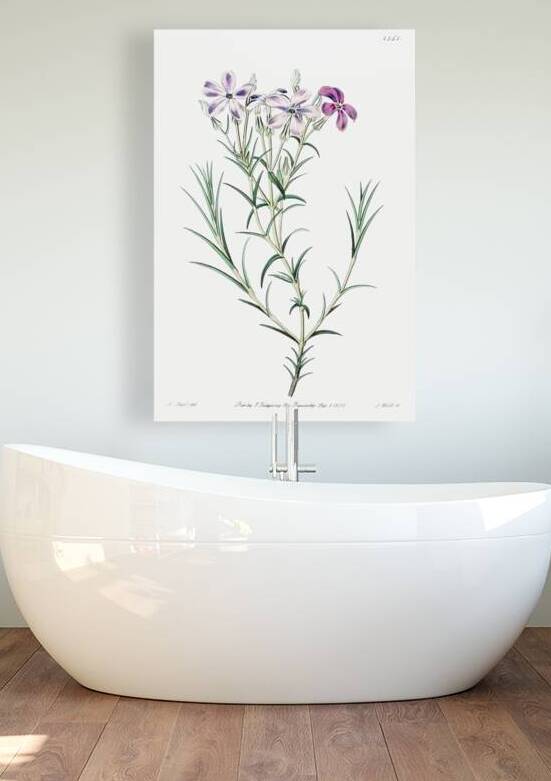 Shewy phlox from Edwards Botanical Register 1829-1847  by Sydenham Edwards John Lindley and James Ridgway. by IStockHistory com