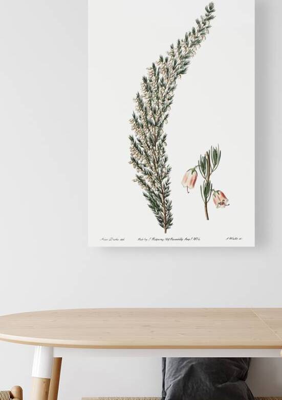 Bell-bearing heath from Edwards Botanical Register 1829-1847  by Sydenham Edwards John Lindley and James Ridgway. by IStockHistory com