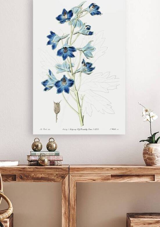 Shewy delphinium from Edwards Botanical Register 1829-1847  by Sydenham Edwards John Lindley and James Ridgway. by IStockHistory com