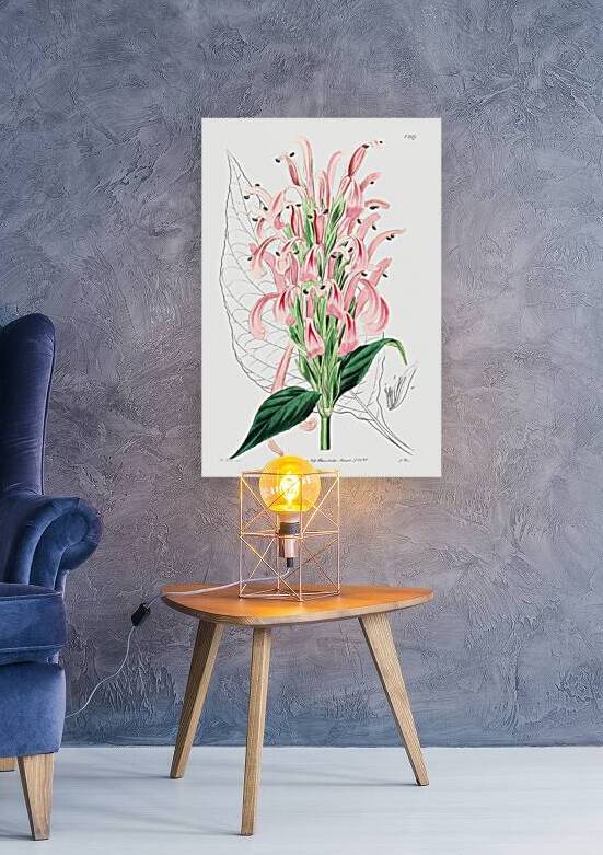 Flesh-colored justicia from Edwards Botanical Register 1829-1847  by Sydenham Edwards John Lindley and James Ridgway. by IStockHistory com