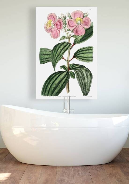 Starry osbeckia from Edwards Botanical Register 1829-1847  by Sydenham Edwards John Lindley and James Ridgway. by IStockHistory com