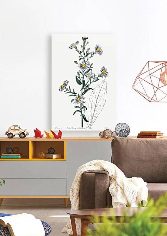 Glaucous aster from Edwards Botanical Register 1829-1847  by Sydenham Edwards John Lindley and James Ridgway. by IStockHistory com