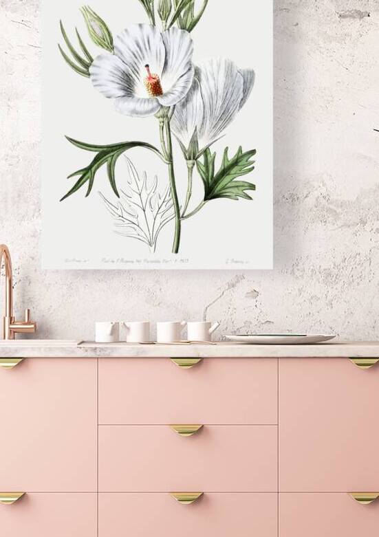 Lilac hibiscus from Edwards Botanical Register 1829-1847  by Sydenham Edwards John Lindley and James Ridgway. by IStockHistory com