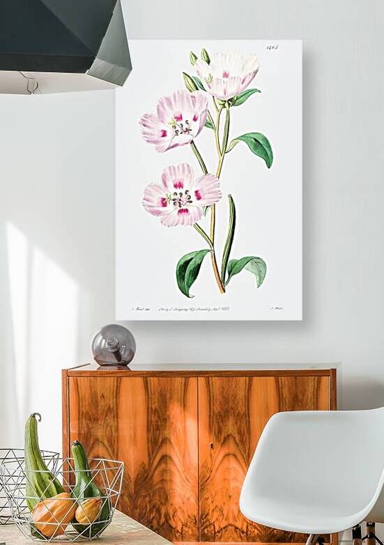 The spotted blush enothera from Edwards Botanical Register 1829-1847  by Sydenham Edwards John Lindley and James Ridgway. by IStockHistory com