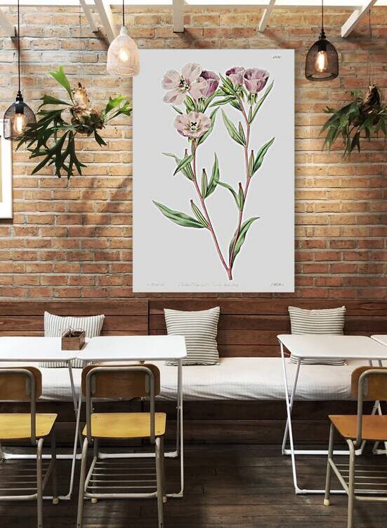 Pale Corona Amaryllis from Edwards Botanical Register 1829-1847  by Sydenham Edwards John Lindley and James Ridgway. by IStockHistory com