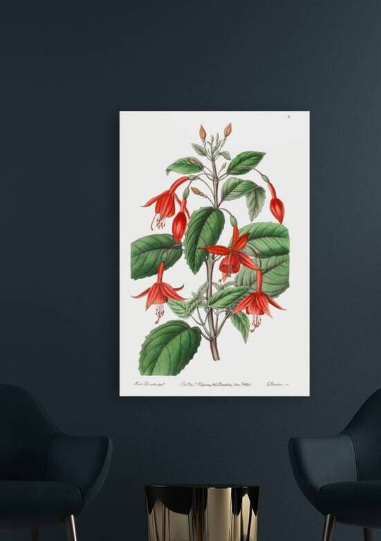 Standishs fuchsia from Edwards Botanical Register 1829-1847  by Sydenham Edwards John Lindley and James Ridgway. by IStockHistory com