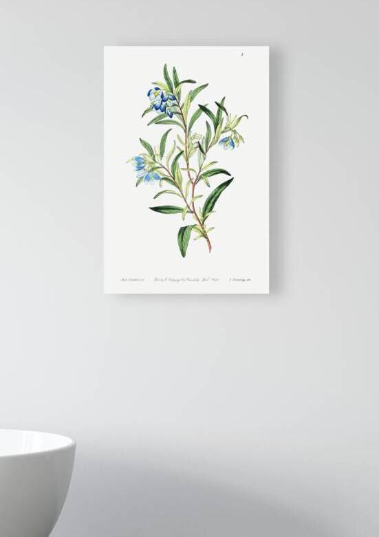 Narrow leaved sollya from Edwards Botanical Register 1829-1847  by Sydenham Edwards John Lindley and James Ridgway. by IStockHistory com