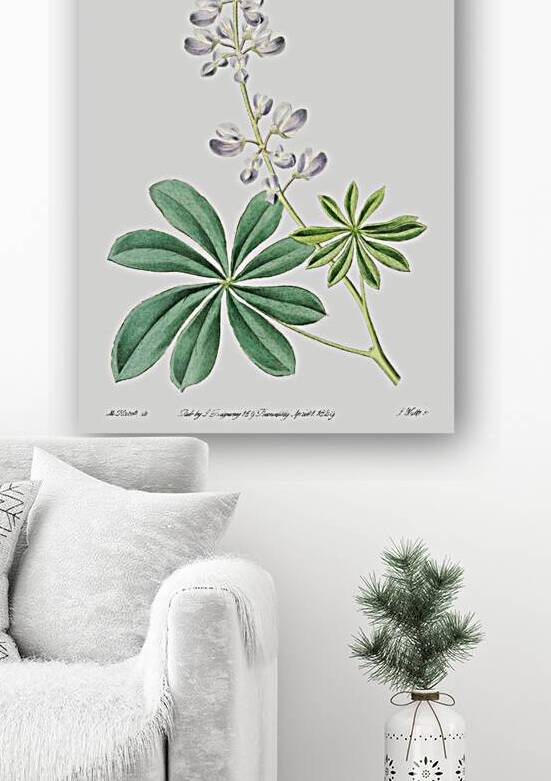 Half shrubby lupine from Edwards Botanical Register 1829-1847  by Sydenham Edwards John Lindley and James Ridgway. by IStockHistory com