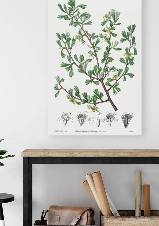 Tthree-toothed purshia from Edwards Botanical Register 1829-1847  by Sydenham Edwards John Lindley and James Ridgway. by IStockHistory com