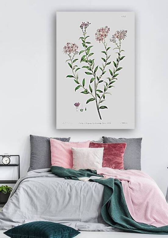 Dr. Gills selago from Edwards Botanical Register 1829-1847  by Sydenham Edwards John Lindley and James Ridgway. by IStockHistory com