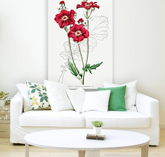 Chilian Guem from Edwards Botanical Register 1829-1847  by Sydenham Edwards John Lindley and James Ridgway. by IStockHistory com