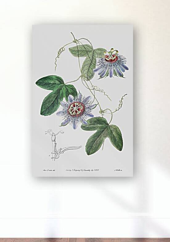 Lieut. sullivans passion-flower from Edwards Botanical Register 1829-1847  by Sydenham Edwards John Lindley and James Ridgway. by IStockHistory com