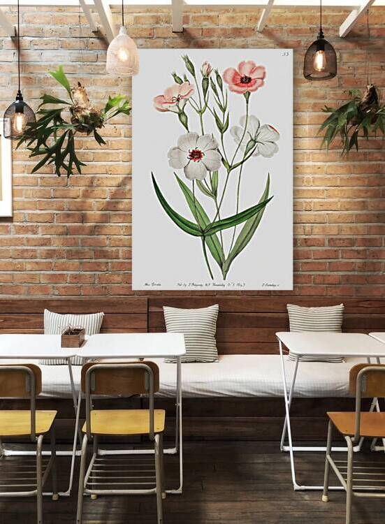 Dark-eyed viscaria from Edwards Botanical Register 1829-1847  by Sydenham Edwards John Lindley and James Ridgway. by IStockHistory com