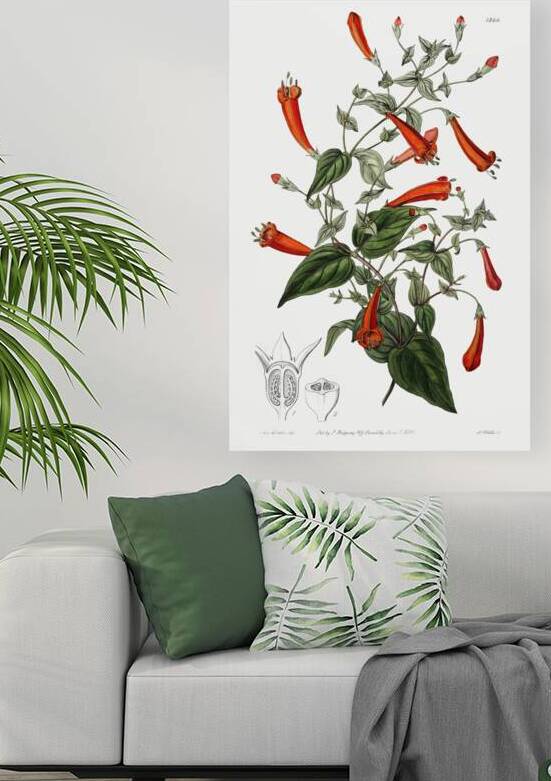 Heart-leaved manettia from Edwards Botanical Register 1829-1847  by Sydenham Edwards John Lindley and James Ridgway. by IStockHistory com