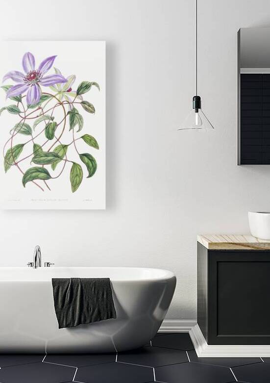 Violet clematis flower from Edwards Botanical Register 1829-1847  by Sydenham Edwards John Lindley and James Ridgway. by IStockHistory com