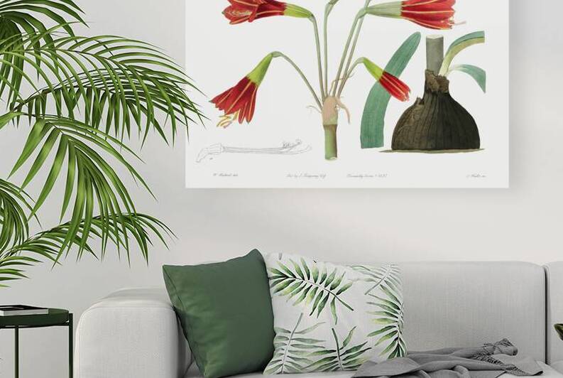 Habranthus phycelloides from Edwards Botanical Register 1829-1847  by Sydenham Edwards John Lindley and James Ridgway. by IStockHistory com