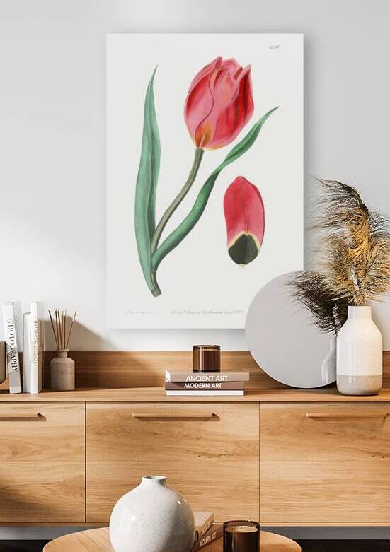 The Early Suns Eye Tulip from Edwards Botanical Register 1829-1847  by Sydenham Edwards John Lindley and James Ridgway. by IStockHistory com