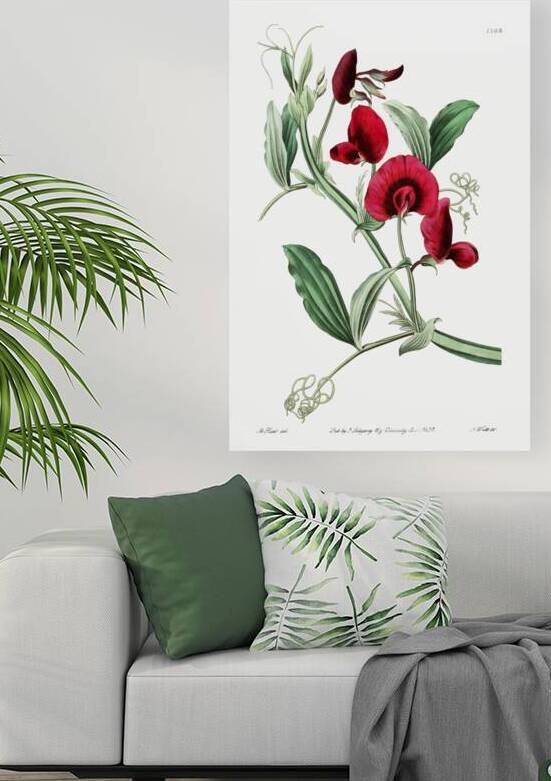 The tangier pea from Edwards Botanical Register 1829-1847  by Sydenham Edwards John Lindley and James Ridgway. by IStockHistory com