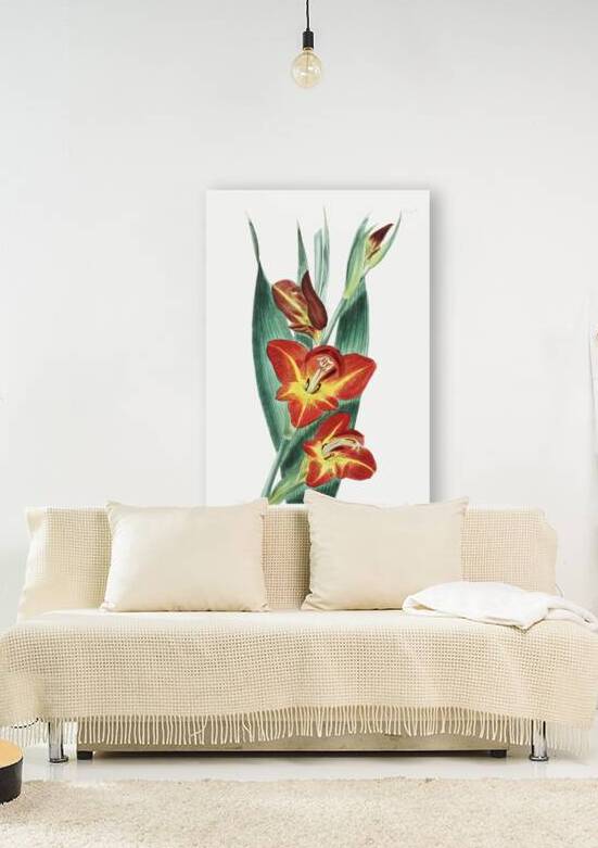 The parrot gladiole from Edwards Botanical Register 1829-1847  by Sydenham Edwards John Lindley and James Ridgway. by IStockHistory com