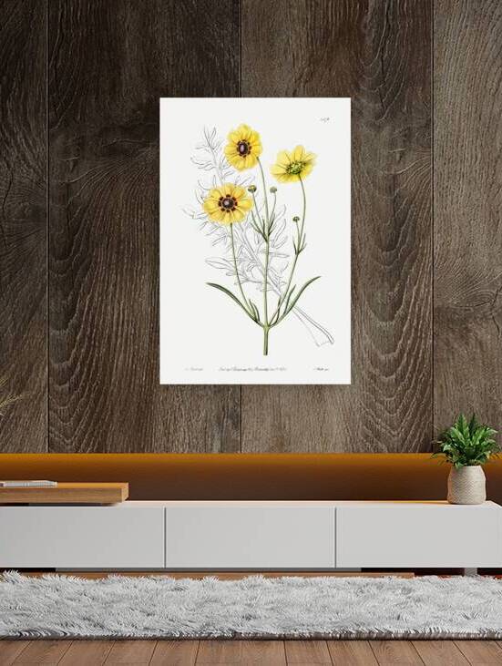 Perennial dyers coreopsis from Edwards Botanical Register 1829-1847  by Sydenham Edwards John Lindley and James Ridgway. by IStockHistory com