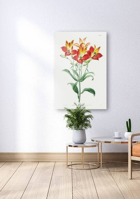 red speckled-flowered Alstromeria from Edwards Botanical Register 1829-1847  by Sydenham Edwards John Lindley and James Ridgway. by IStockHistory com