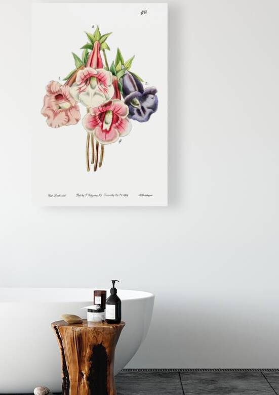 Gloxinia flower varieties from Edwards Botanical Register 1829-1847  by Sydenham Edwards John Lindley and James Ridgway. by IStockHistory com