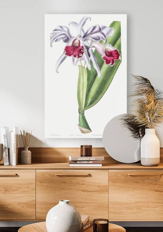 Crimson-lipped cattleya from Edwards Botanical Register 1829-1847  by Sydenham Edwards John Lindley and James Ridgway. by IStockHistory com