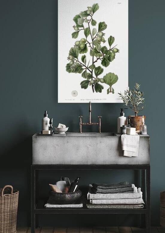 Spathula-leaved thorn from Edwards Botanical Register 1829-1847  by Sydenham Edwards John Lindley and James Ridgway. by IStockHistory com