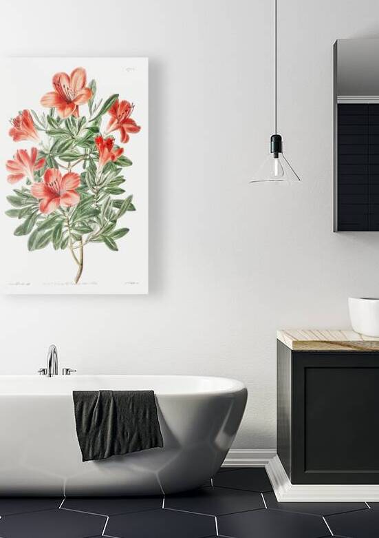 The brick-red Chinese azalea from Edwards Botanical Register 1829-1847  by Sydenham Edwards John Lindley and James Ridgway. by IStockHistory com