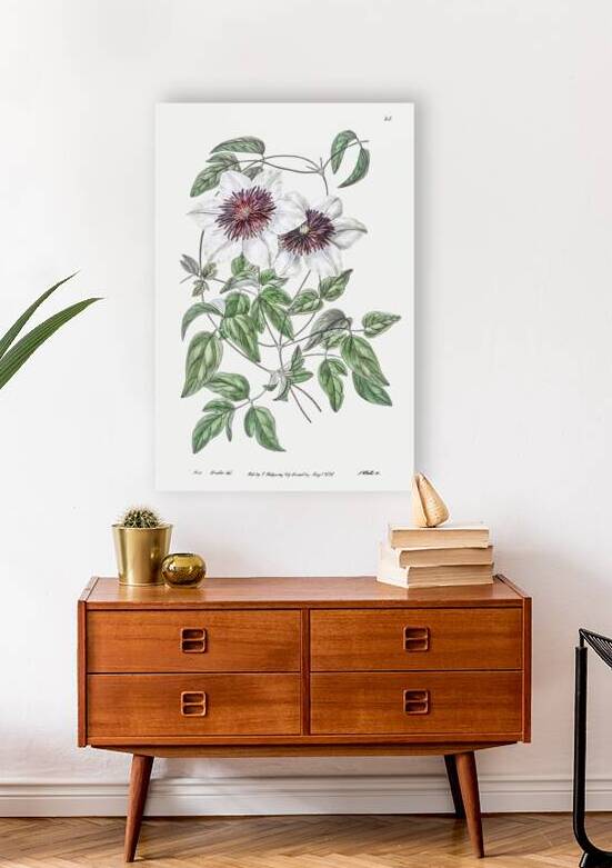 Siebalds clematis from Edwards Botanical Register 1829-1847  by Sydenham Edwards John Lindley and James Ridgway. by IStockHistory com