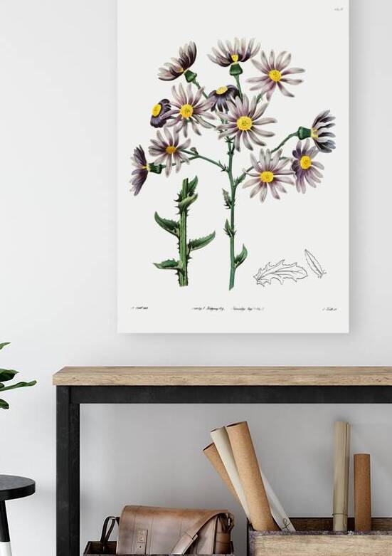 Lilac senecio from Edwards Botanical Register 1829-1847  by Sydenham Edwards John Lindley and James Ridgway. by IStockHistory com