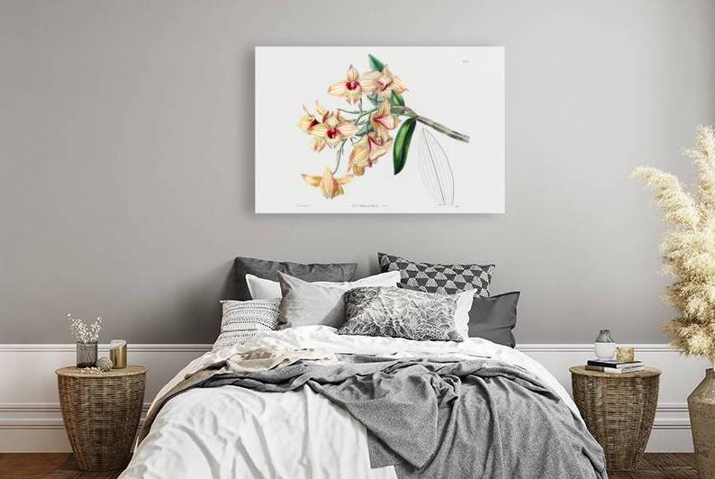 Copper-coloured Dendrobium from Edwards Botanical Register 1829-1847  by Sydenham Edwards John Lindley and James Ridgway. by IStockHistory com