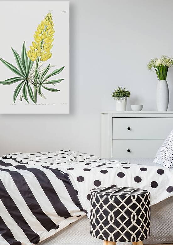 Yellow perennial lupine from Edwards Botanical Register 1829-1847  by Sydenham Edwards John Lindley and James Ridgway. by IStockHistory com