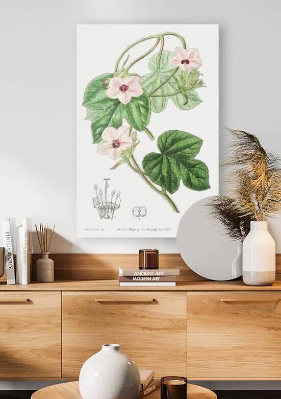 Mr.Aitons ipomoea from Edwards Botanical Register 1829-1847  by Sydenham Edwards John Lindley and James Ridgway. by IStockHistory com