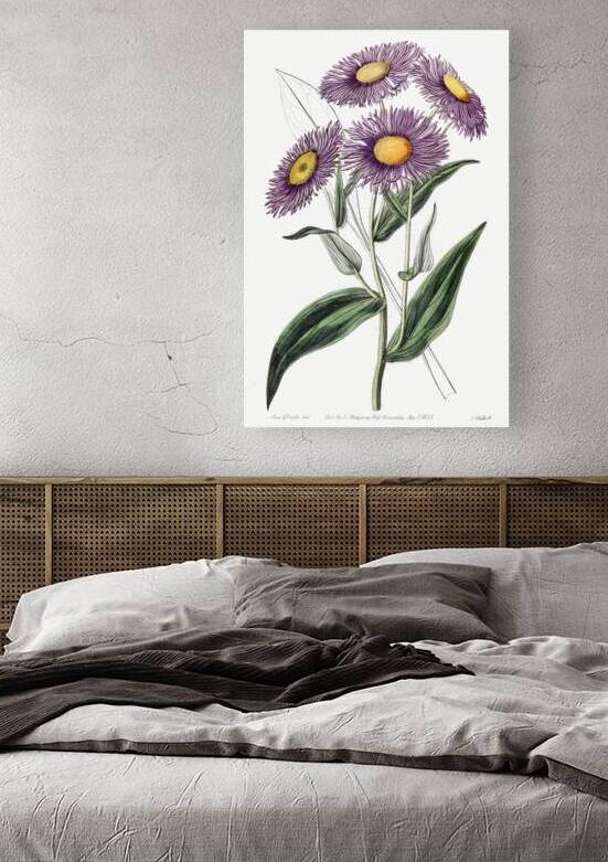 Shewy stenactis from Edwards Botanical Register 1829-1847  by Sydenham Edwards John Lindley and James Ridgway. by IStockHistory com