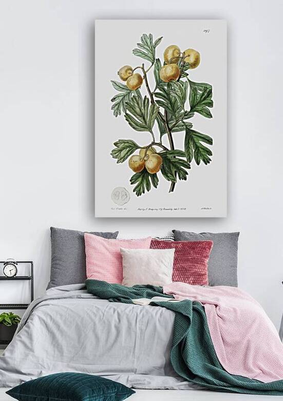 The aronia thorn from Edwards Botanical Register 1829-1847  by Sydenham Edwards John Lindley and James Ridgway. by IStockHistory com