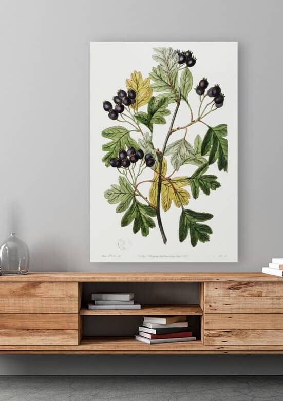 Broad-leaved thorn from Edwards Botanical Register 1829-1847  by Sydenham Edwards John Lindley and James Ridgway. by IStockHistory com